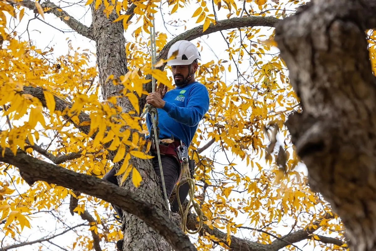 Skilled Tree Planting crew working in Brooksville